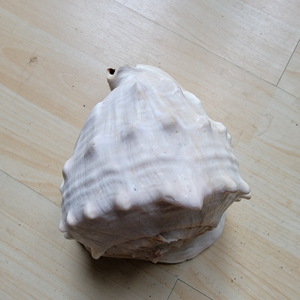 Large Beach Seashell Tan and Brown Cowrie Shell Decor Accent - Picture 4 of 9